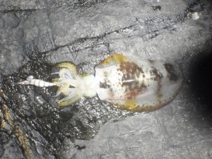 2011.1.15-b-8 2011.1.15-b-8