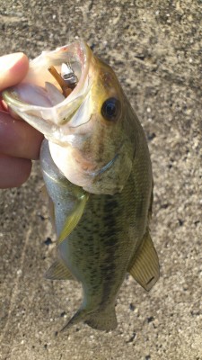 201201174