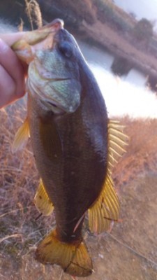 201202016