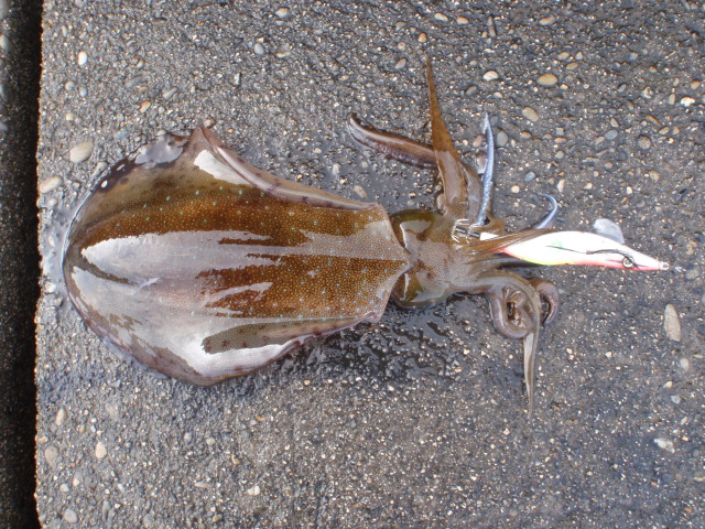 P7040157